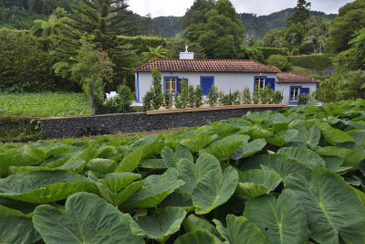 Terra Nostra Park, Furnas, S. Miguel Island, Azores, Portugal