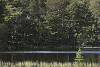 Loch an Eilein