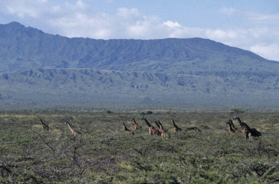 Masai Mara, Kenya