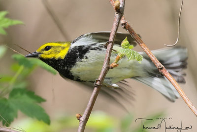Black Throated Green Warbler Ohio_Birding_May_201958.jpg