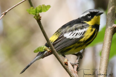 Ohio_Birding_May_201954.jpg