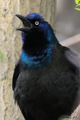 Ohio_Birding_May_201949.jpg