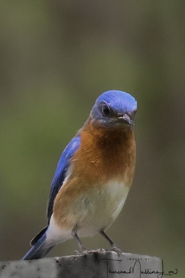 Ohio_Birding_May_201942.jpg