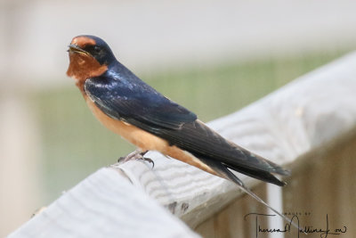 Ohio_Birding_May_201945.jpg