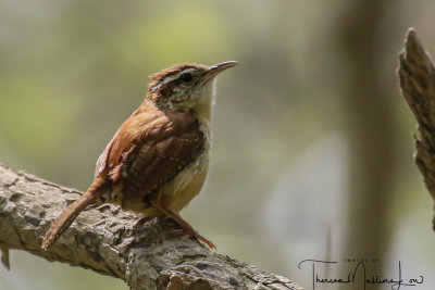 Ohio_Birding_May_201939.jpg