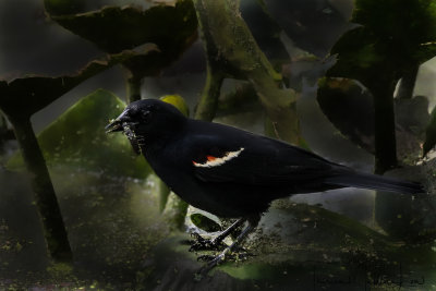 Ohio_Birding_May_201924.jpg
