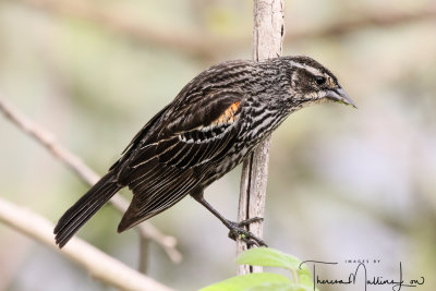 Ohio_Birding_May_201926.jpg