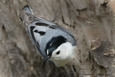 Ohio_Birding_May_201928.jpg