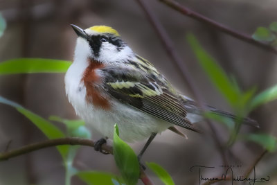 Ohio Birding May 2019-21.jpg