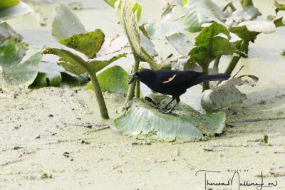 Ohio Birding May 2019-25.jpg