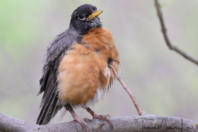 Ohio Birding May 2019-22.jpg