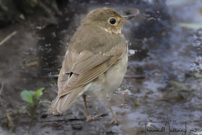 Ohio Birding May 2019-17.jpg