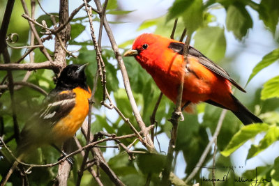 Ohio Birding May 2019-10.jpg