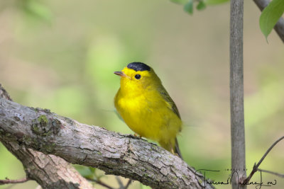 Ohio Birding May 2019-9850.jpg