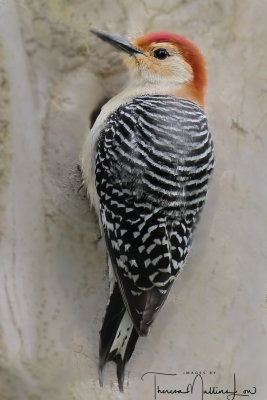 Birding in Ohio