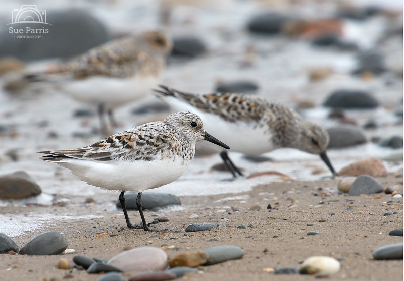 Sanderling on Spurn Point. First time I've seen these little waders with spring plumage.  