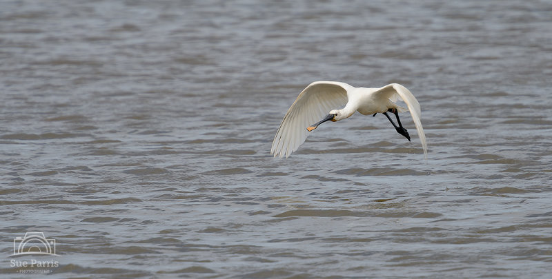 Spoonbill at Kilnsey Wetland, Spurn Point, Yorkshire, UK.
We got very lucky on this day, dropping in at Kilnsey to find a pair of Spoonbills on the scrape.