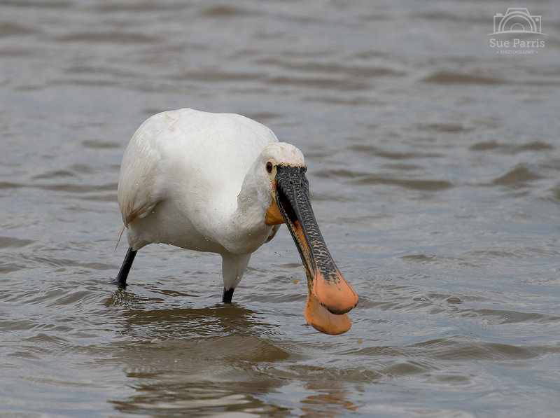 Spoonbill - up close and personal.