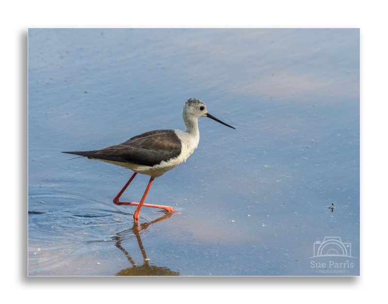 Black-winged Stilt showing something of the name is given - those amazing long legs!