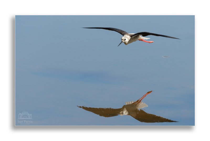 Me and My Shadow - Black-winged Stilt in flight.