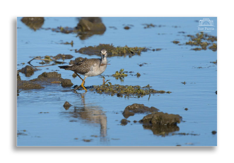 Lesser Yellowlegs - a Common Darter caught it's eye.....