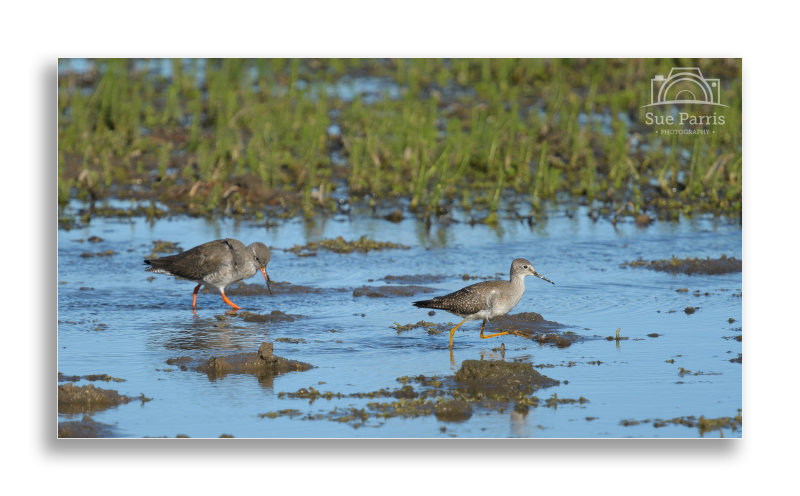 Lesser Yellowlegs and Redshank - these 2 seemed to have a bond spending all day feeding together.