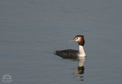 Did you get my best side?
Great Crested Grebe, Pitsford Water, Northants.