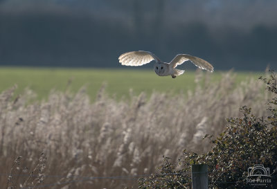 Barn Owl hunting over roadbeds - RSPB Titchwell Marshes