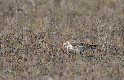 Snow Bunting - There was a flock around 12 or so birds and distant - so even with 900mm they were still very small in the frame and I've cropped the images too, so the quality won't be all that.
