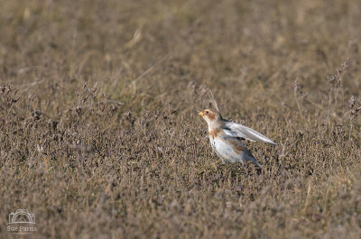 Snow Bunting having a bit of wing stretch!
Distant bird and cropped image.