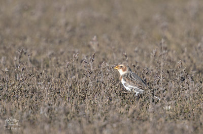 Snow Bunting - distant bird and cropped image - so cut though.
The seem to have a 'sugar puff' for a beak!