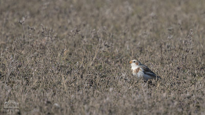 Snow Bunting - again!  Sorry.