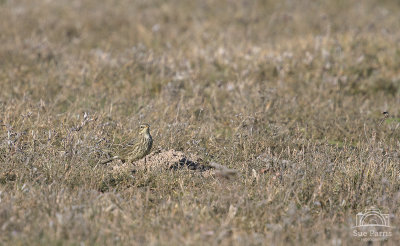 Rock Pipit - Holkham - distant and cropped image.