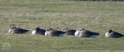 Sleeping Pink Foot Geese - I know this because they were not sleeping when I saw them earlier!  There were other about too grazing, but this line of sleeping bird appealed to me aesthetically so I chose the edit this one.