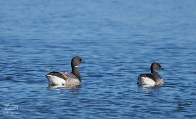 Brent Geese - I love these little Geese - they have a lovely relaxing call which I can show on a photo but if you go to RSPB Frampton Marsh where they get 1000s of them in, you can listen all day at this time of year.