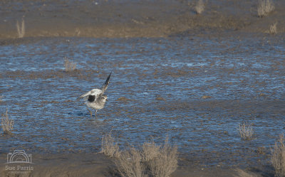 Grey Plover - very like a Golden Plover but silver, grey in colour rather than golden brown.  It's a distant shot but having caught the bird having a little stretch, I thought I'd just add it to the gallery.