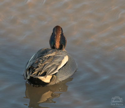 Drake Teal showing off his 'quiff' to best advantage!  Love the creamy colour in the tweedy feathers on the back.