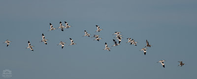 A Colony of Avocets over the reserve at RSPB Tichwell - beautiful birds - was please I didn't just silhouette them - the striking colours show wonderfully against the soft blue of the afternoon sky.