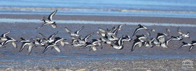 A Parcel of Oystercatchers on the beach at Titchwell - taken in the afternoon and light was lovely - soft and rendering all those muted colours that I associate with the coast.