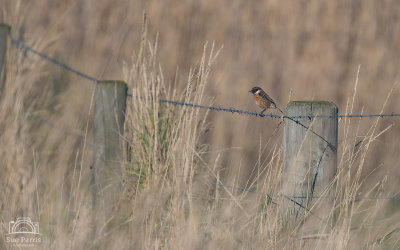 A Stonechat on the path approaching the hides at NWT Cley Marshes.  Another golden day; the light in Norfolk is sometimes so special.  Stonechat's are one of my favourite birds - their habit of perching as they look for food makes them seem so busy, up and down they go, back and forth.  Very characteristic.