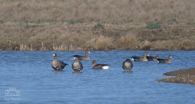 White-fronted Geese.  What a treat.  Some chaps we met at Holkham had walked miles there see some distant WF geese, and here were a dozen or so sunning themselves at the hides at Cley!  Sweet!