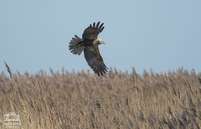 Marsh Harrier hunting over the reed beds at Cley - fantastic to think these birds are now 'back from the brink' and almost a common occurance at north Norfolk reserves now.