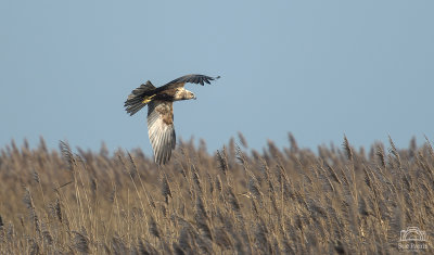 Another in the sequence of the Marsh Harrier surveying the reed bed.