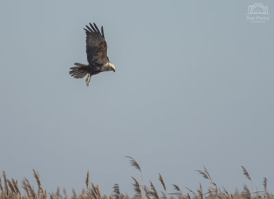 Marsh Harrier hovering...about to dive for dinner!