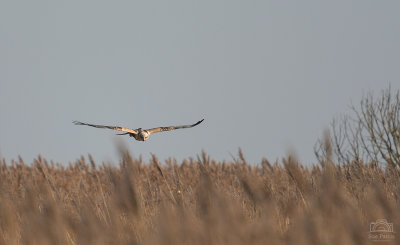 Marsh Harrier making a low pass over the reed bed - great perspective in this shot, I thought.