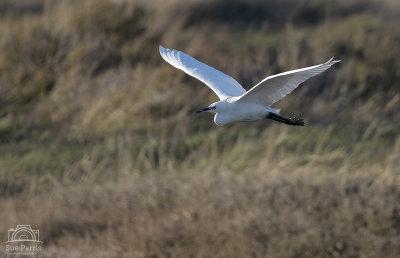Little Egret gliding gracefully over the heath adjacent to RSPB Titchwell in the evening light. 