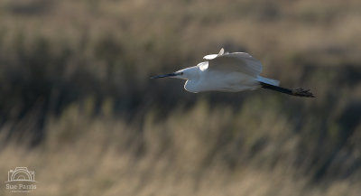 Little Egret - graceful and elegant birds, I think.  Another 'back from the brink' - a rarity 20 years ago - seen here gliding gracefully over the heath adjacent to RSPB Titchwell in the evening light. 