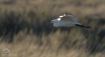 Norfolk - Holkham, Titchwell and Cley February 2019