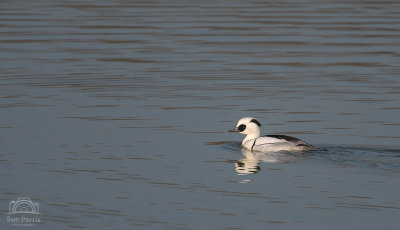 Male Smew at Rutland - I love these gorgeous birds, such detail in those snowy white and sooty black feathers.  The little 'panda eye' is very appealing too!
