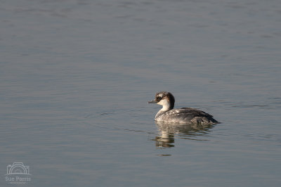Smew - I think this is a male, either in eclipse moulting from eclipse to breeding plumage (Collins bird guide say Oct so not sure about this) or a juvenile changing to adult plumage.